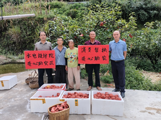 爱心梨甜两端 湖南省水电设计院消费帮扶暖民心